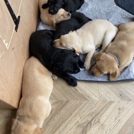 Labrador Retriever - Both