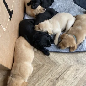 Labrador Retriever - Both
