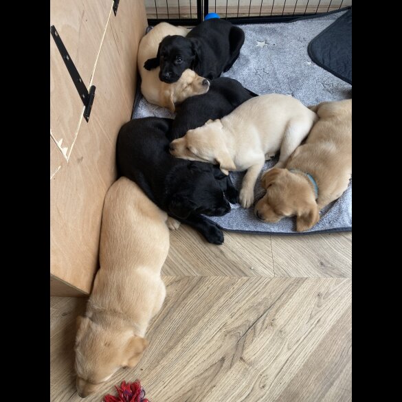 Labrador Retriever - Both