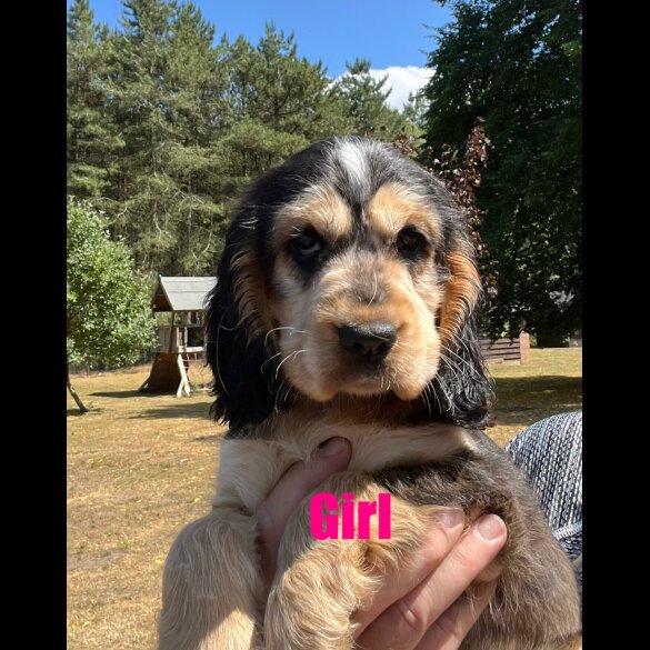 Cocker Spaniel (Working &amp; Show) - Both