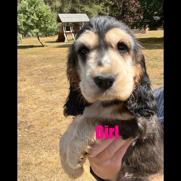 Cocker Spaniel (Working &amp; Show) - Both