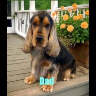Cocker Spaniel (Working &amp; Show) - Both