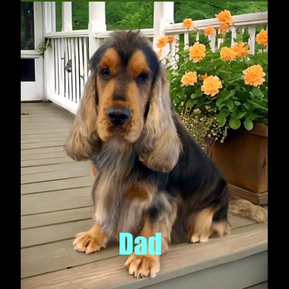 Cocker Spaniel (Working &amp; Show) - Both