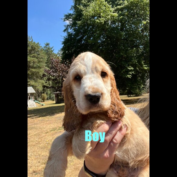Cocker Spaniel (Working &amp; Show) - Both