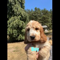 Cocker Spaniel (Working &amp; Show) - Both