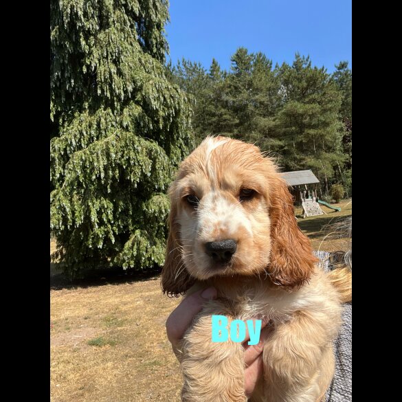 Cocker Spaniel (Working &amp; Show) - Both