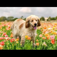 Cocker Spaniel (Working &amp; Show) - Both