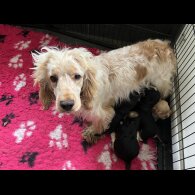 Cocker Spaniel (Working &amp; Show) - Both