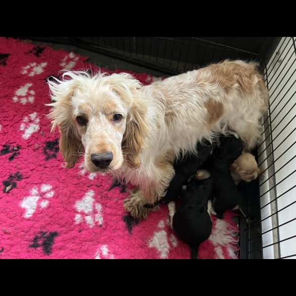 Cocker Spaniel (Working &amp; Show) - Both