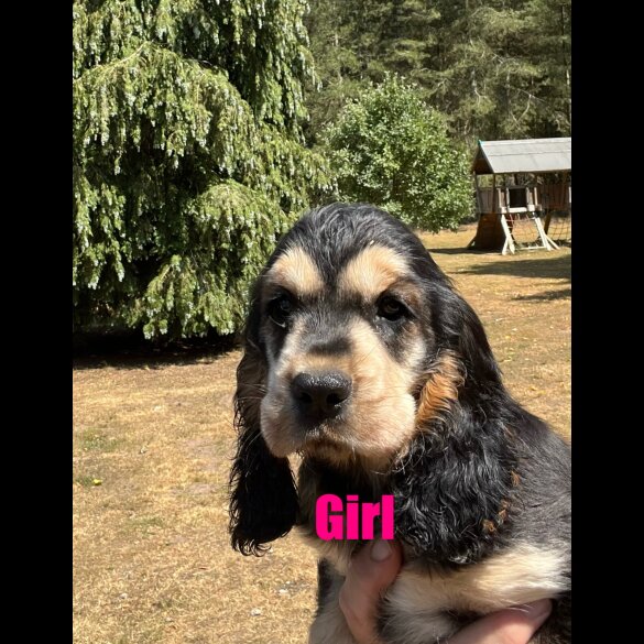 Cocker Spaniel (Working &amp; Show) - Both