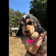 Cocker Spaniel (Working &amp; Show) - Both