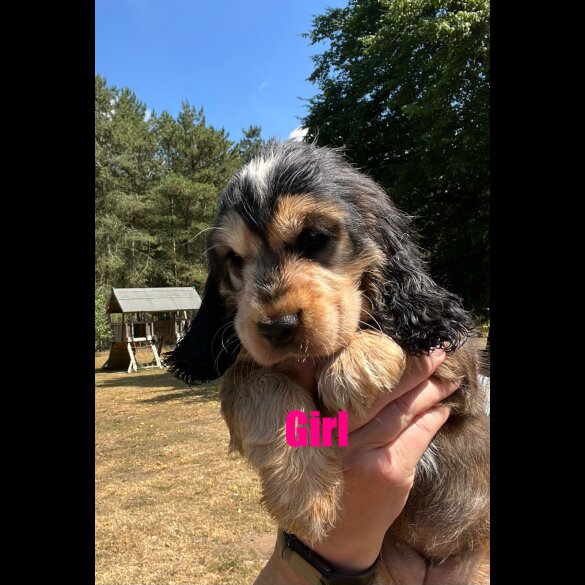 Cocker Spaniel (Working &amp; Show) - Both