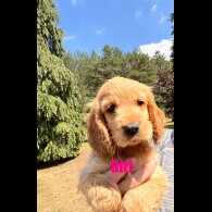 Cocker Spaniel (Working &amp; Show) - Both