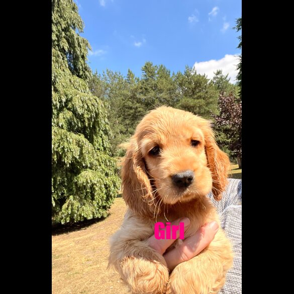Cocker Spaniel (Working &amp; Show) - Both