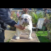 English Bulldog - Both