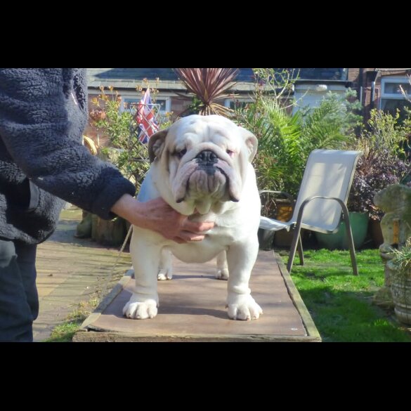 English Bulldog - Both