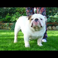 English Bulldog - Both