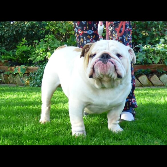 English Bulldog - Both