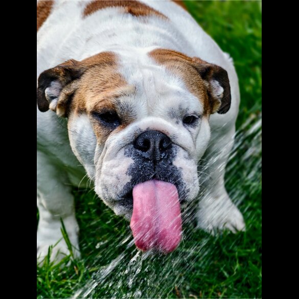 English Bulldog - Both