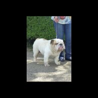 English Bulldog - Both