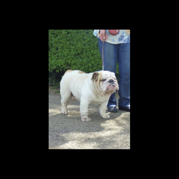 English Bulldog - Both