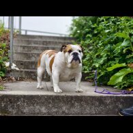 English Bulldog - Both