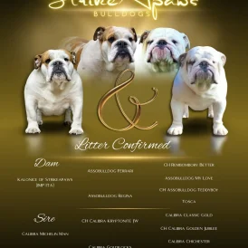 English Bulldog - Both