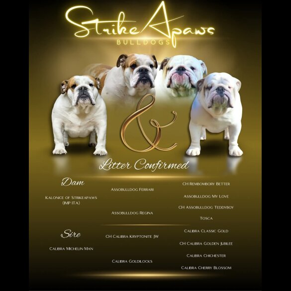 English Bulldog - Both