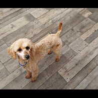 Toy Poodle