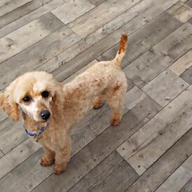 Toy Poodle