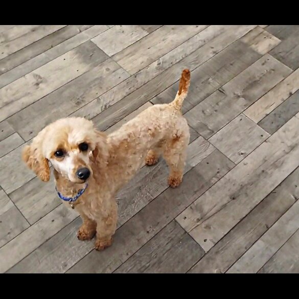 Toy Poodle