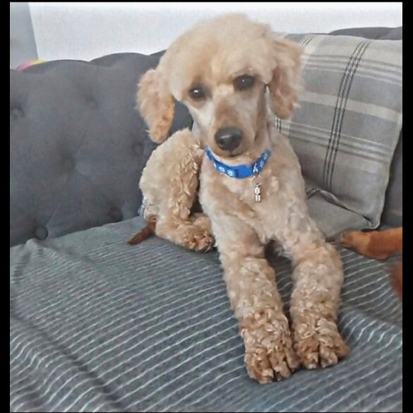Toy Poodle