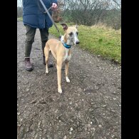 Whippet - Both