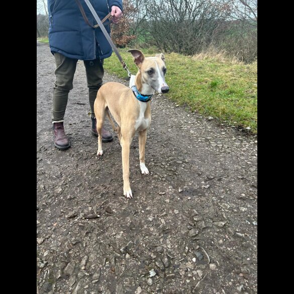 Whippet - Both