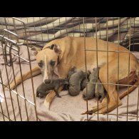 Whippet - Both