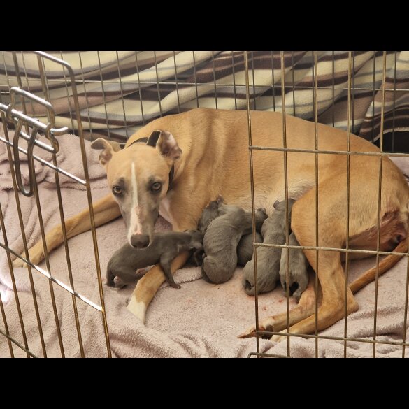 Whippet - Both