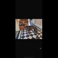 Whippet - Both