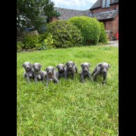 Whippet - Both