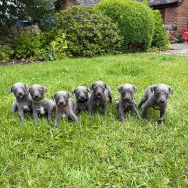 Whippet - Both