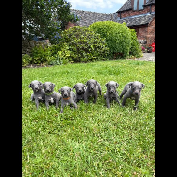 Whippet - Both