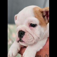 English Bulldog - Both