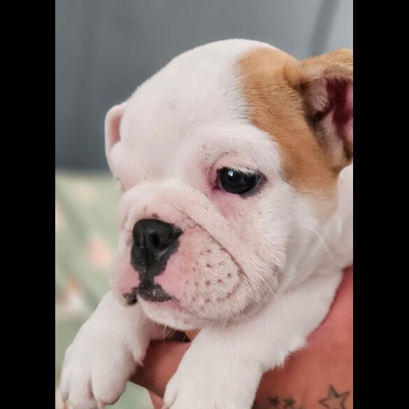 English Bulldog - Both