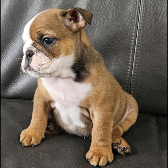 English Bulldog - Both