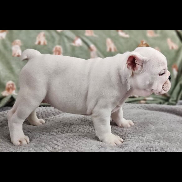 English Bulldog - Both