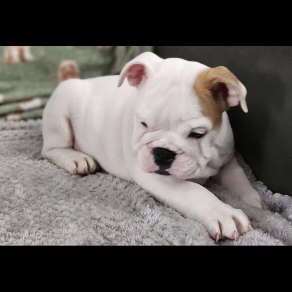 English Bulldog - Both