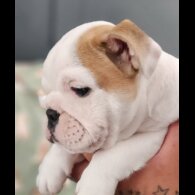 English Bulldog - Both