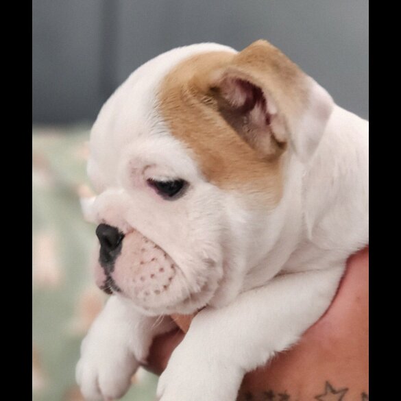 English Bulldog - Both