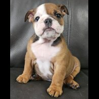 English Bulldog - Both