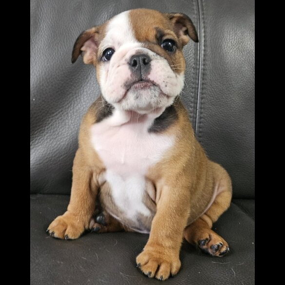 English Bulldog - Both