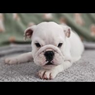 English Bulldog - Both